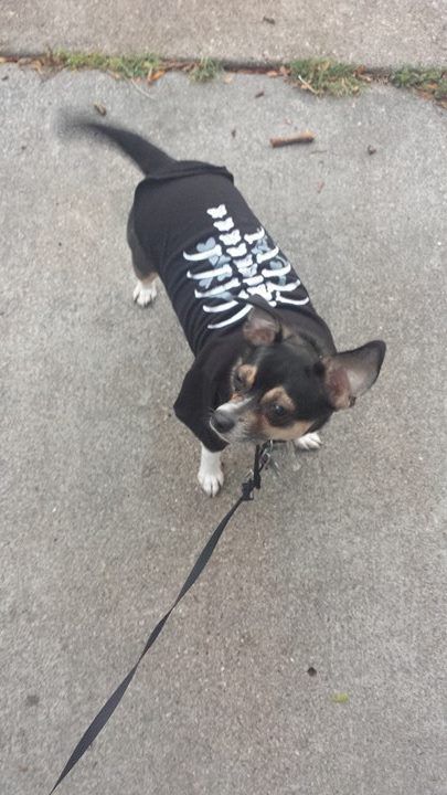 Pets in costume
